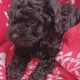 Miniature Goldendoodle Puppies Ready for Loving Homes in Richmond, va