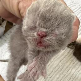 Exotic Shorthair Lilac Kitten Available in Palm Coast, fl