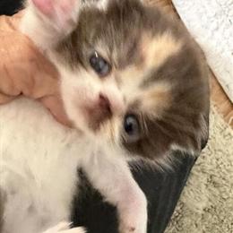 Exotic Shorthair Chocolate Calico Girl for Adoption in Palm Coast, fl