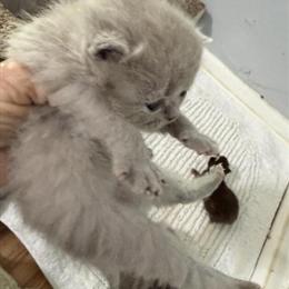 Exotic Shorthair Kitten in Unique Lilac Color in Palm Coast, fl