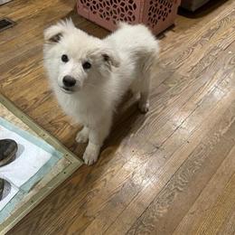 White Long-Coat German Shepherds Available in Hagerstown, md