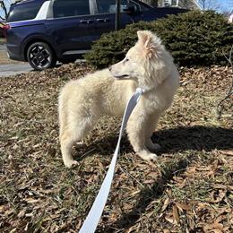 German Shepherd Puppies Available for Loving Homes in Hagerstown, md