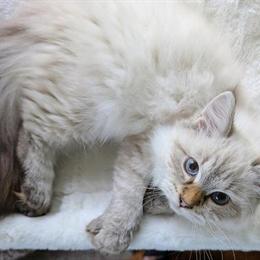 Neva Masquerade Kittens Available for Adoption in Lynchburg, va