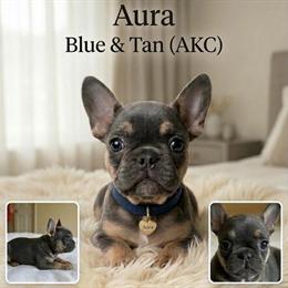 French Bulldog Puppy Aura - Adorable Blue Tan Female Ready for a New Home in Renton, wa