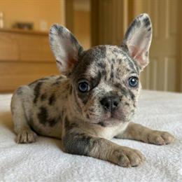 Adorable Male French Bulldog Puppy Atlas Ready for a New Home in Renton, wa
