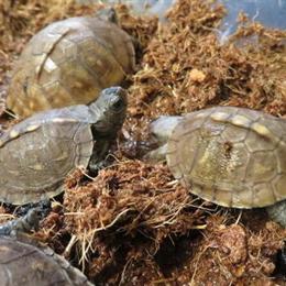 Tortoises and Box Turtles Available for Adoption in Livonia, mi