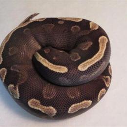 Ball Pythons Available in Various Colors in Livonia, mi
