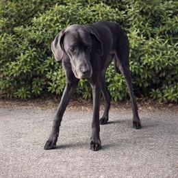 Female Great Dane Available in Rawson, oh