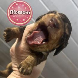 Miniature Dachshunds Available for Reservation in Grayling, mi