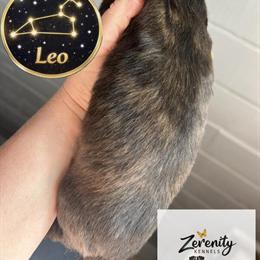 AKC Mini Dachshund Puppies Available in Grayling, mi