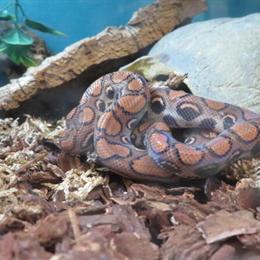 Male Brazilian Rainbow Boa for Sale in Livonia, mi