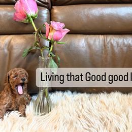 Red Toy Poodle Puppies Available in Cincinnati, oh