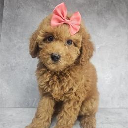 Cockapoo Puppy 9 Weeks Old Ready for Rehoming in Brooklyn, ny