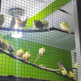 Canaries for Sale in Minnesota - Beautiful Singing Males in Minneapolis, mn