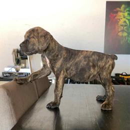 Cane Corso Puppies Ready for New Homes in Gainesville, ga