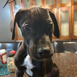 Great Dane Puppies for Sale in Vineland, nj