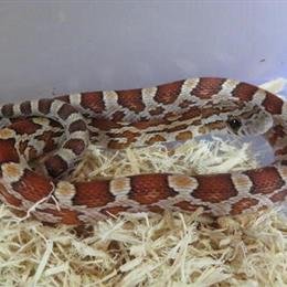 Corn Snakes, King Snakes & Milk Snakes for Sale in Livonia, mi