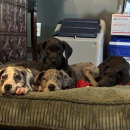 Great Dane Puppies for Sale in Vineland, nj