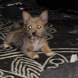 Scottish Terrier Puppies Needing Forever Homes in Toledo, oh