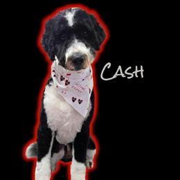 Proven Bernedoodle Stud Service Available in Saginaw, mi