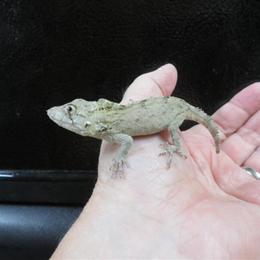 Cuban False Chameleons for Sale - Special Two for $175 in Livonia, mi