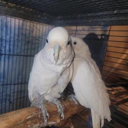Cockatoo Pair for Sale - Proven Breeders in Buffalo, ny