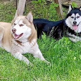 Siberian Husky Stud Service Available in Paw Paw, mi