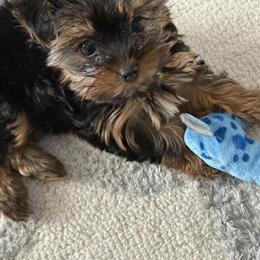 T-cup Yorkshire Terrier available in Flushing, ny