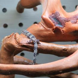 Chameleon Gecko - Baby Male Available in Livonia, mi