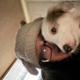 Collie Male Puppy - Friendly and Rare Solid White in Aurora, in