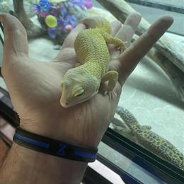 Giant Leopard Gecko Pair for Sale in Portsmouth, oh