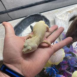 Leopard Geckos for Sale: Giant Pair $100, Normal Size $50 in Portsmouth, oh