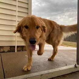 Golden Retriever Stud Available for Breeding in Pittsburgh, pa