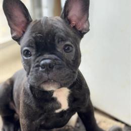 Frenchton Males Ready for Homes in Greensboro, nc