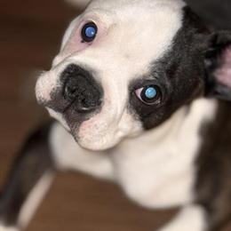 Boston Terrier Puppy Ready for New Home in Greensboro, nc