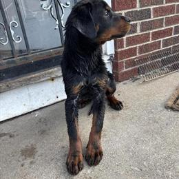 3 Female Rottweiler Puppies Available in Harper Woods, mi