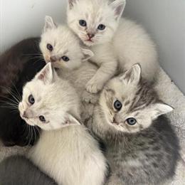 Scottish Straight Kittens Available in Staten Island in Brooklyn, ny