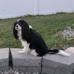 Cavalier King Charles Spaniel Stud Service Available in Caledonia, mi