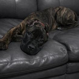 Cane Corso Puppy from Champion Bloodlines Available Now in Anderson, in