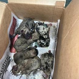 Micro French Bulldog Available for Stud in Burgaw, nc