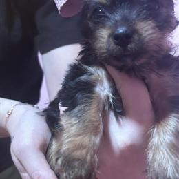 Yorkshire Terrier Puppies for Adoption in Milwaukee, wi