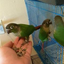 Green Cheek Conures Available - Ages 4 to 7 Weeks in New York, ny