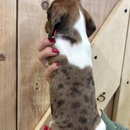 3 Female LH Mini Dachshunds Available in Clarklake in Jackson, mi