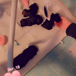 Shorkie puppies looking for loving homes in Lincoln Park, mi