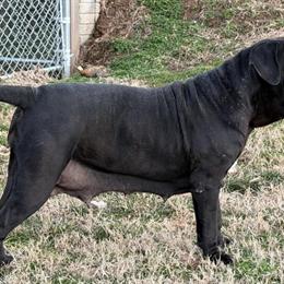 Neapolitan Mastiff Male Puppy Ready for New Home in Louisa, va