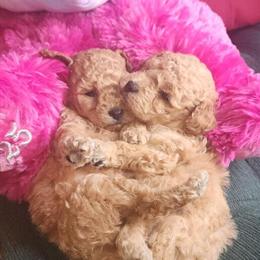 Adorable Purebred Toy Poodle Girls Ready for New Homes in Pittsburgh, pa