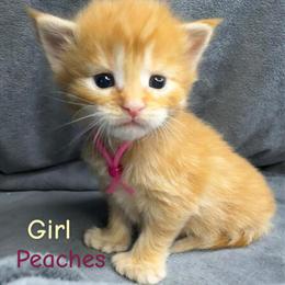 European Maine Coons Kittens Available in Kaukauna, wi