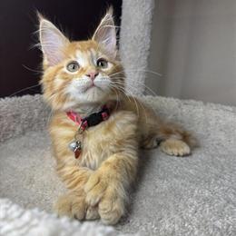 European Maine Coon Kittens Available in Kaukauna, wi