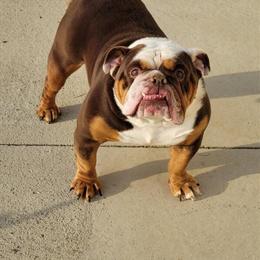 English Bulldog Puppies Ready for Adoption This Valentine's Week in Marysville, oh