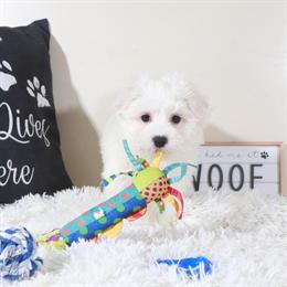 Maltese Puppy Available in Ohio in Mount Vernon, oh